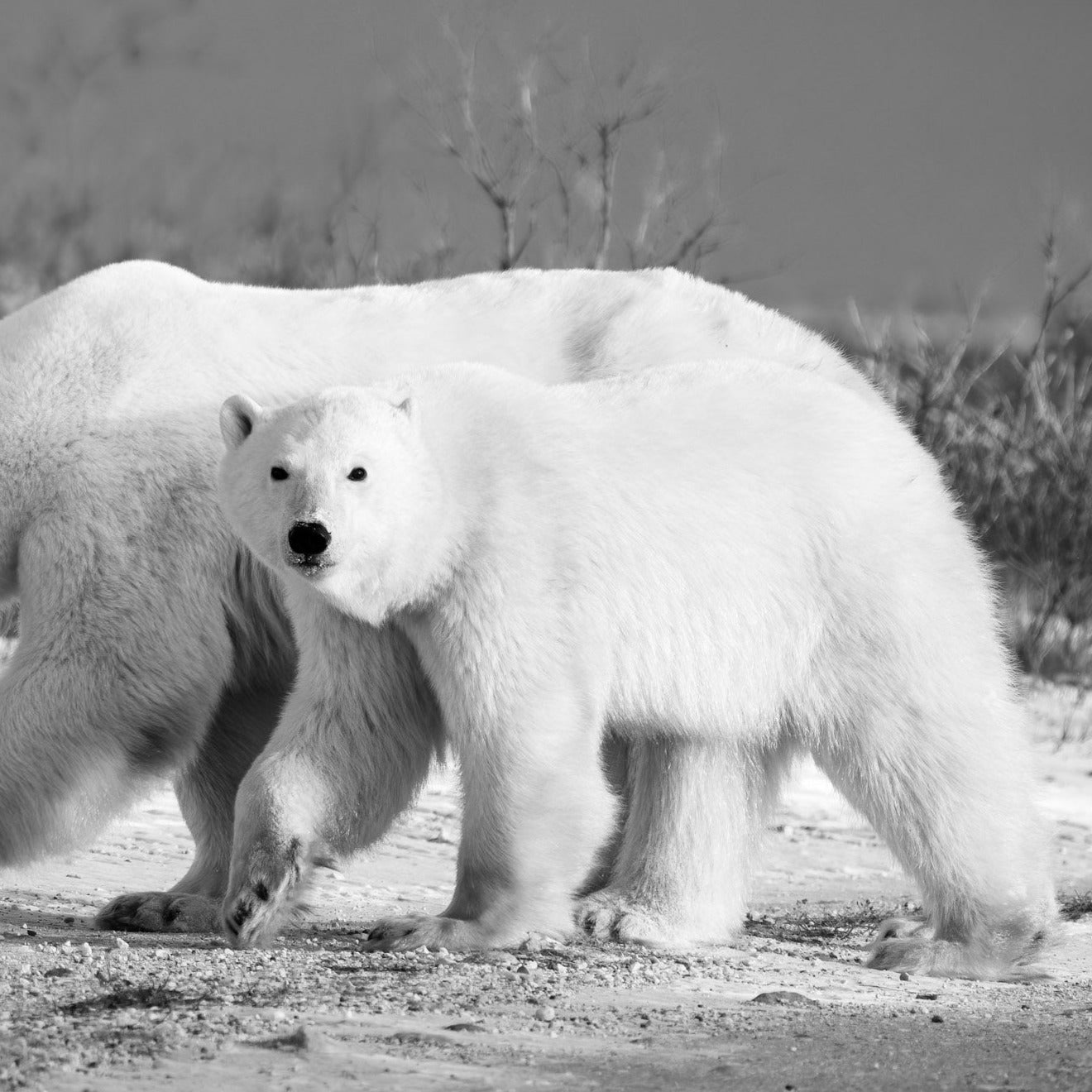 Polar Bear mom 1218