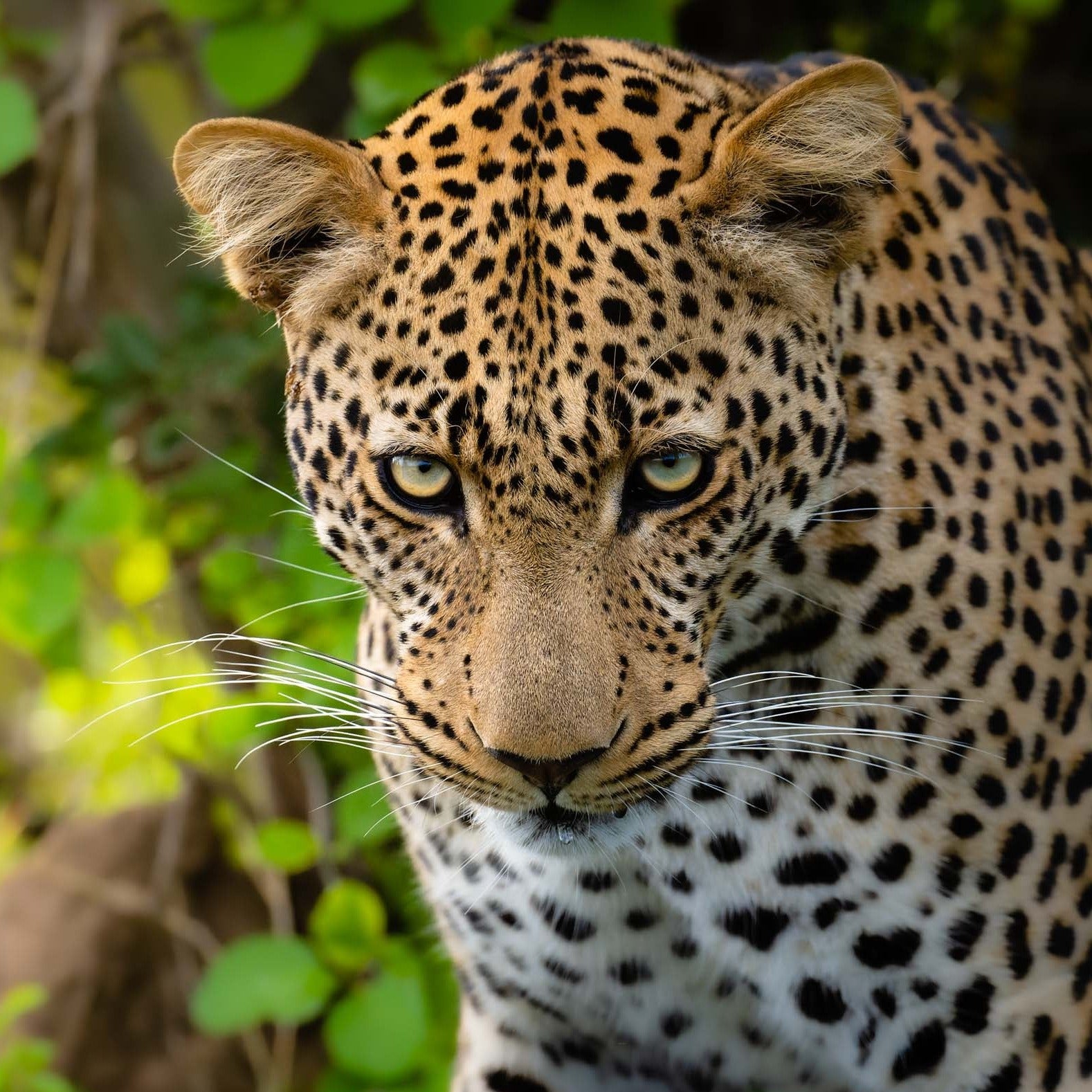 Leopard Look