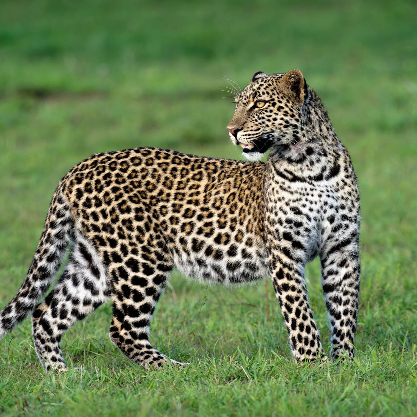 Leopard Pose
