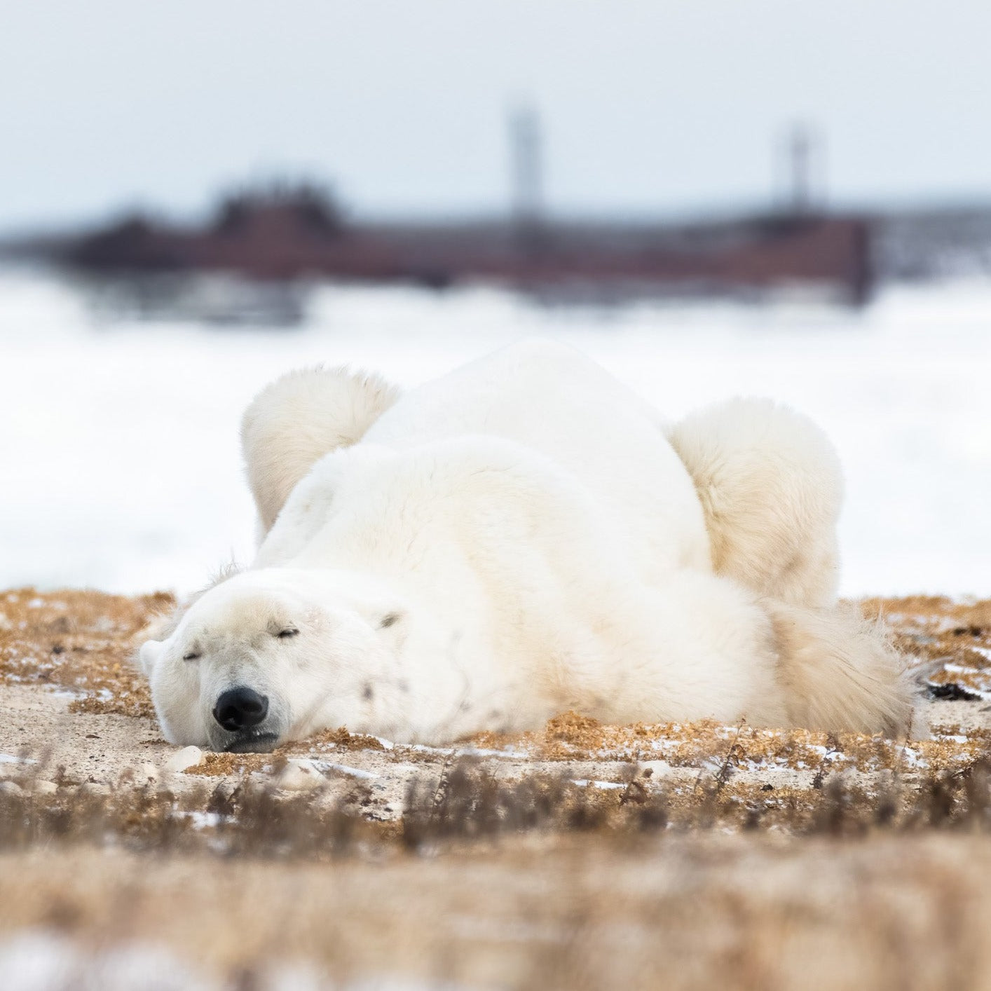 Polar Bear Passed Out